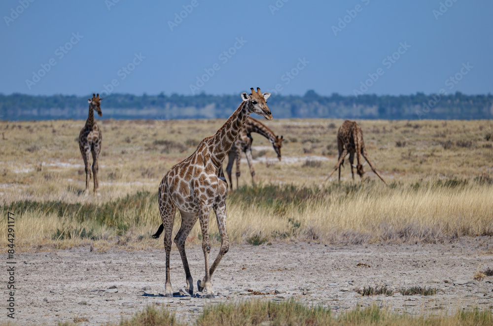 Fototapeta premium The Angolan giraffe (Giraffa angolensis or Giraffa camelopardalis angolensis or Giraffa giraffa angolensis), also known as the Namibian giraffe or smokey giraffe, Etosha National Park