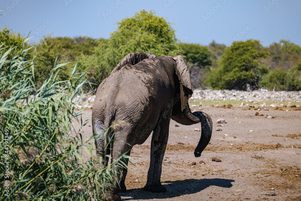 Fototapeta premium African elephants, Loxodonta. Etosha National Park in Namibia