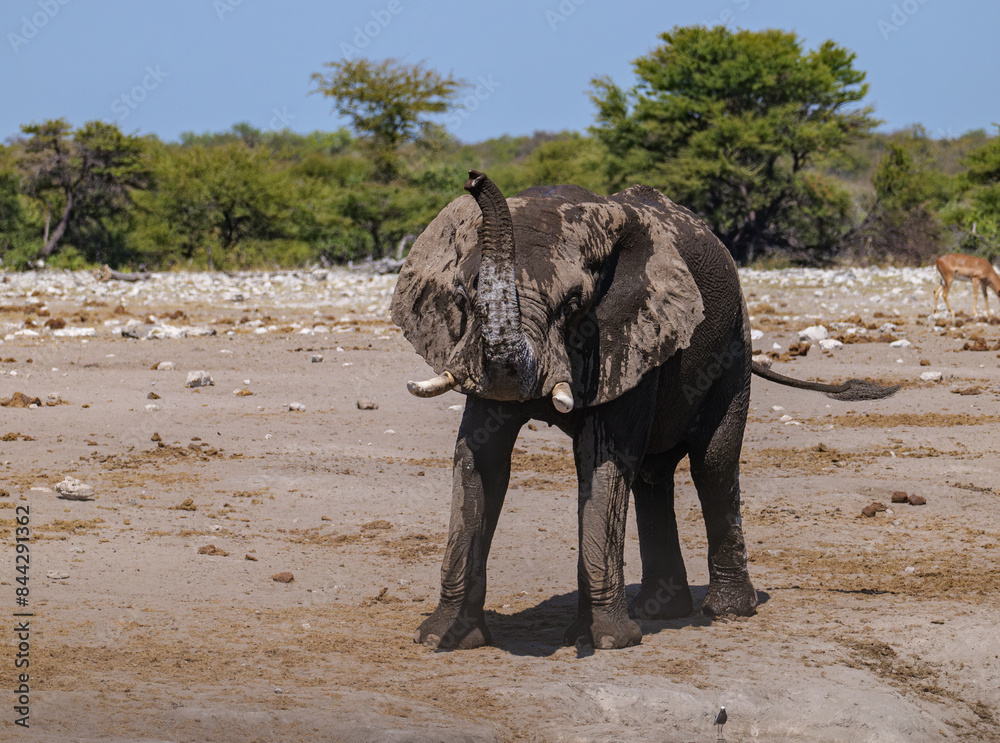 Fototapeta premium African elephants, Loxodonta. Etosha National Park in Namibia