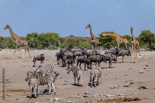 Wildlife in Etosha National Park In Namibia, giraffes, springboks, wildebeests, zebras