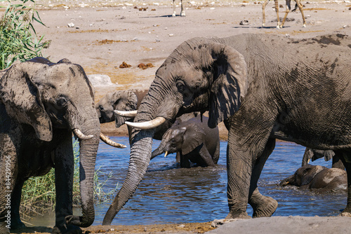 Photography A family of African elephants near a pond. Etosha Namibia