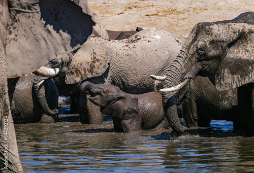 Photography A family of African elephants near a pond. Etosha Namibia