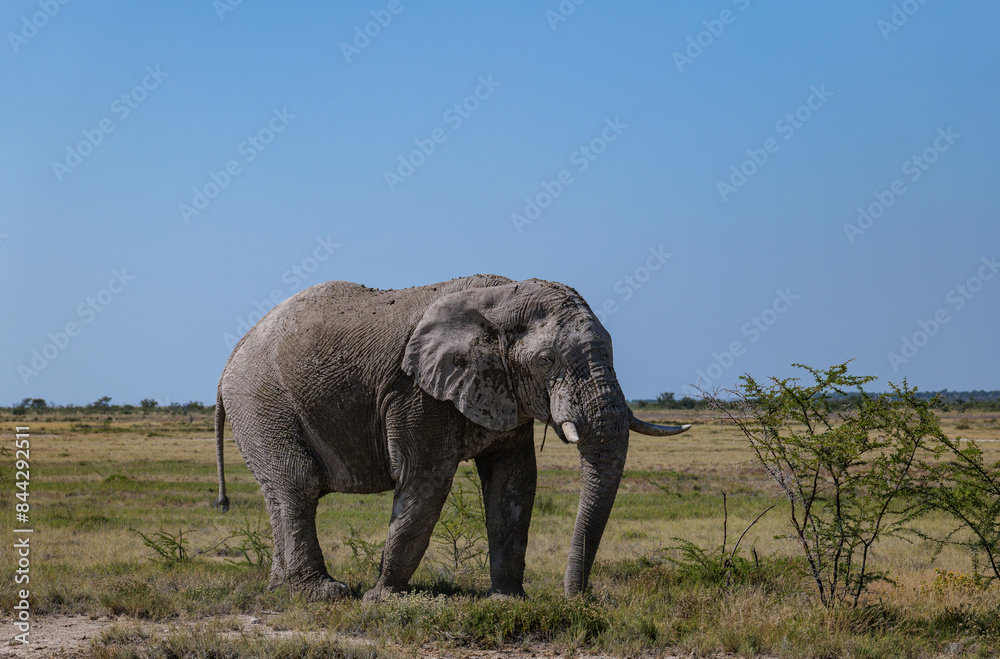 Obraz premium African elephants, Loxodonta. Etosha National Park in Namibia
