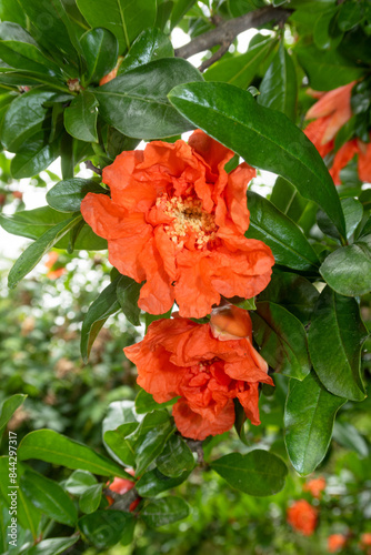Obraz na płótnie Punica granatum Pomegranate w salonie