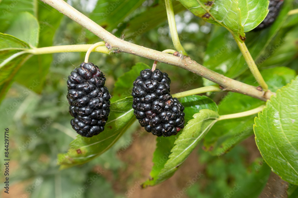 Morus alba Mulberry White Mulberry