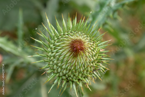 Obraz na płótnie Onopordum acanthium Scotch Thistle w salonie