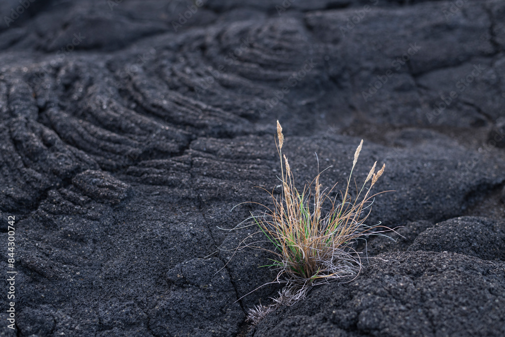 The first vegetation / The first vegetation on a cooled lava field. The volcanic island of Pico is part of the Azores archipelago, Portugal.