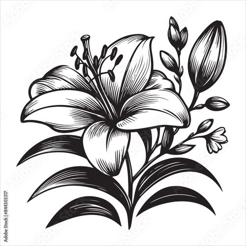 Graceful Lily Line Art Silhouette, Vector Art illustration.
