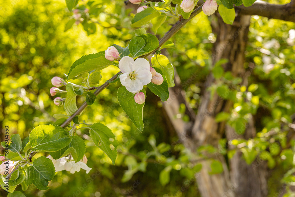 Spring, summer background. Blooming flower buds on a tree on a natural blurred background, blooming tree in a garden or park copy space. Spring, summer background. Blooming flower buds on a tree on a natural blurred background, blooming tree in a garden or park copy space.