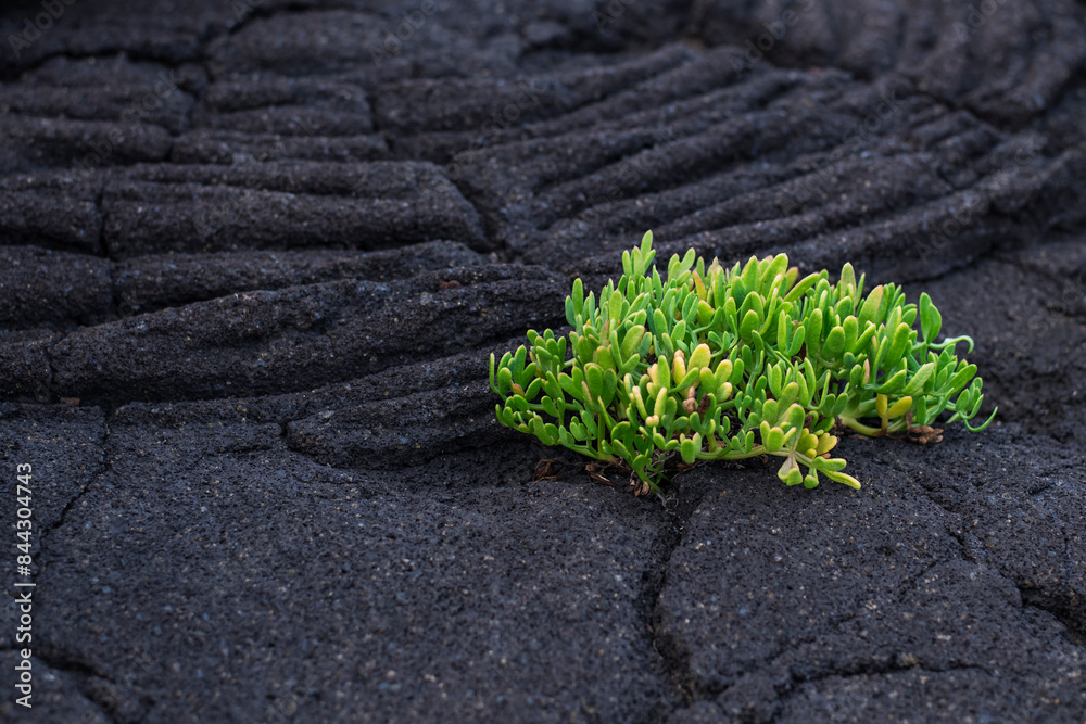 The first vegetation / The first vegetation on a cooled lava field. The volcanic island of Pico is part of the Azores archipelago, Portugal.