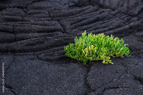 Obraz na płótnie The first vegetation / The first vegetation on a cooled lava field. The volcanic island of Pico is part of the Azores archipelago, Portugal. w salonie