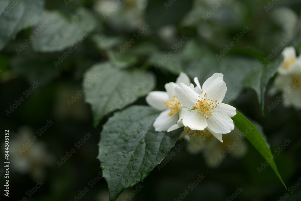 blooming jasmine flowers closeup on a summer day after the rain blooming jasmine flowers closeup on a summer day after the rain