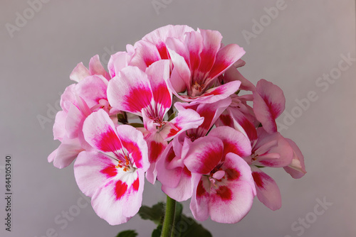 Fotografi Royal pelargonium flowers - Pelargonium grandiflorum flowers