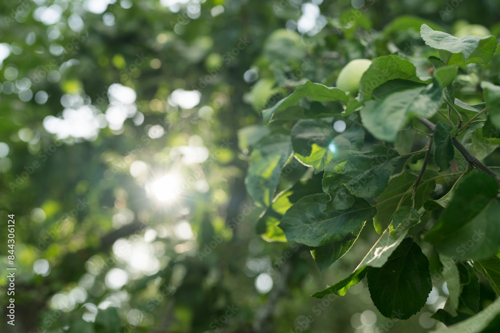Green apples on a tree in late summer closeup Green apples on a tree in late summer closeup