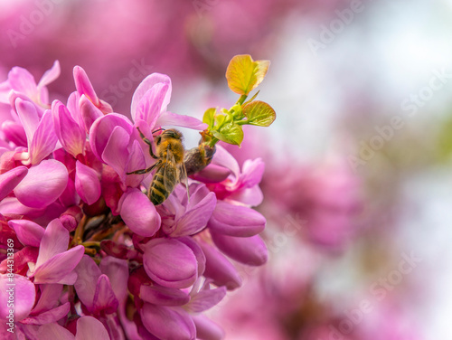 A honey bee pollinating gorgeous judas tree dark pink flowers. Spring has come again.