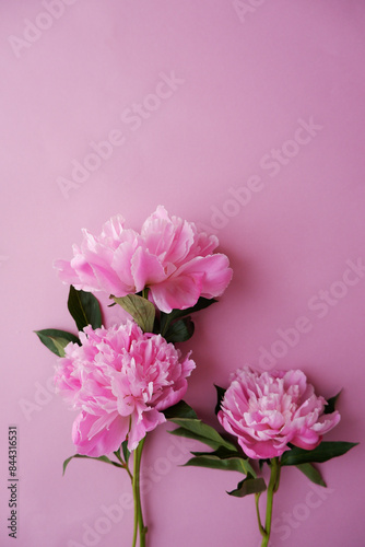 Beautiful pink peony flowers on pink background. Seasonal flower decoration graphic. Blooming floral composition on beautiful pink background.