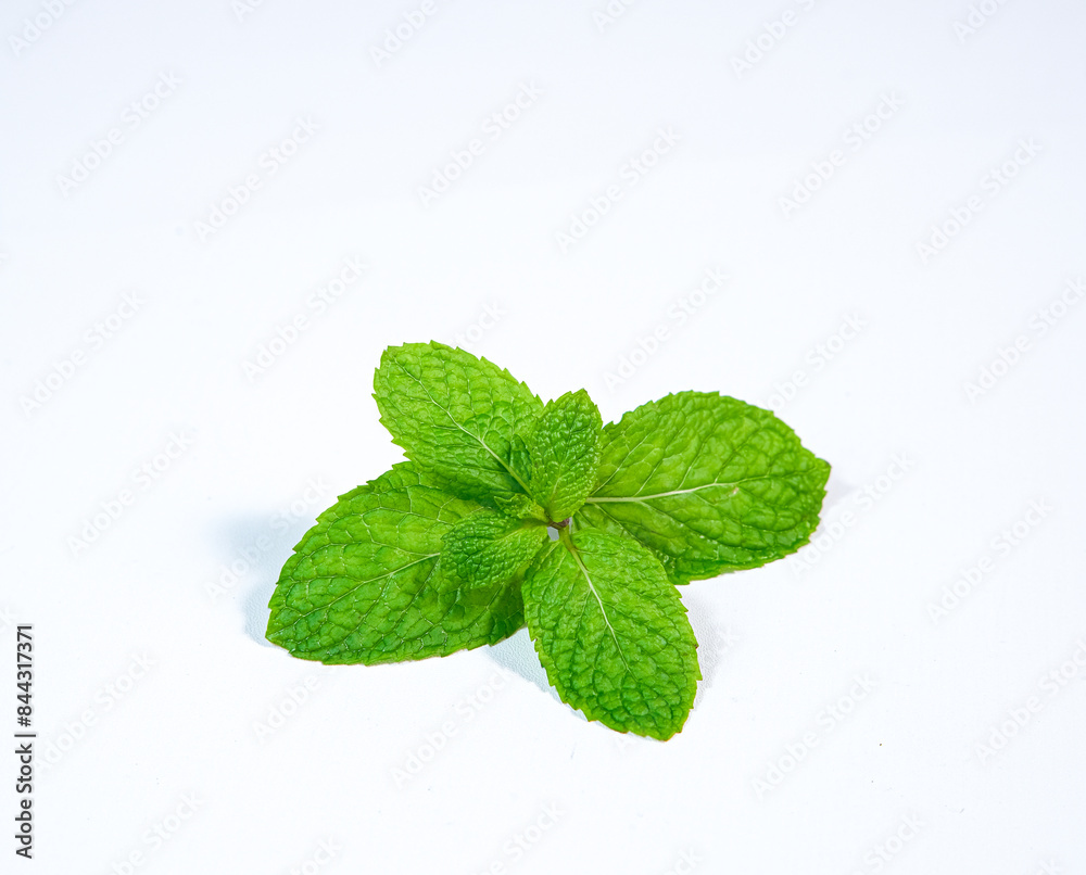 Mint Leaves isolated on white background