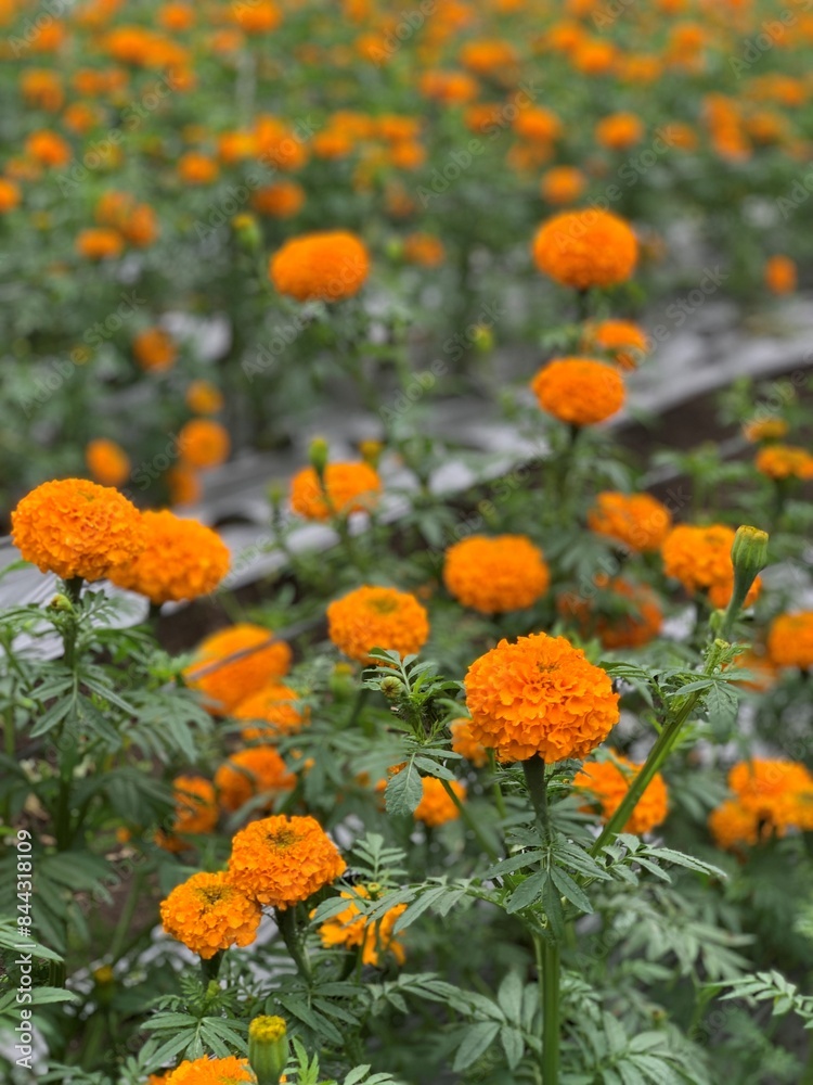 Field of vibrant orange marigold flowers in full bloom Field of vibrant orange marigold flowers in full bloom