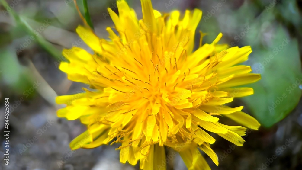 Beautiful closeup of a yellow flower background Beautiful closeup of a yellow flower background