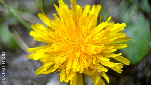 Beautiful closeup of a yellow flower background