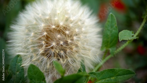 Dandelion head closeup background