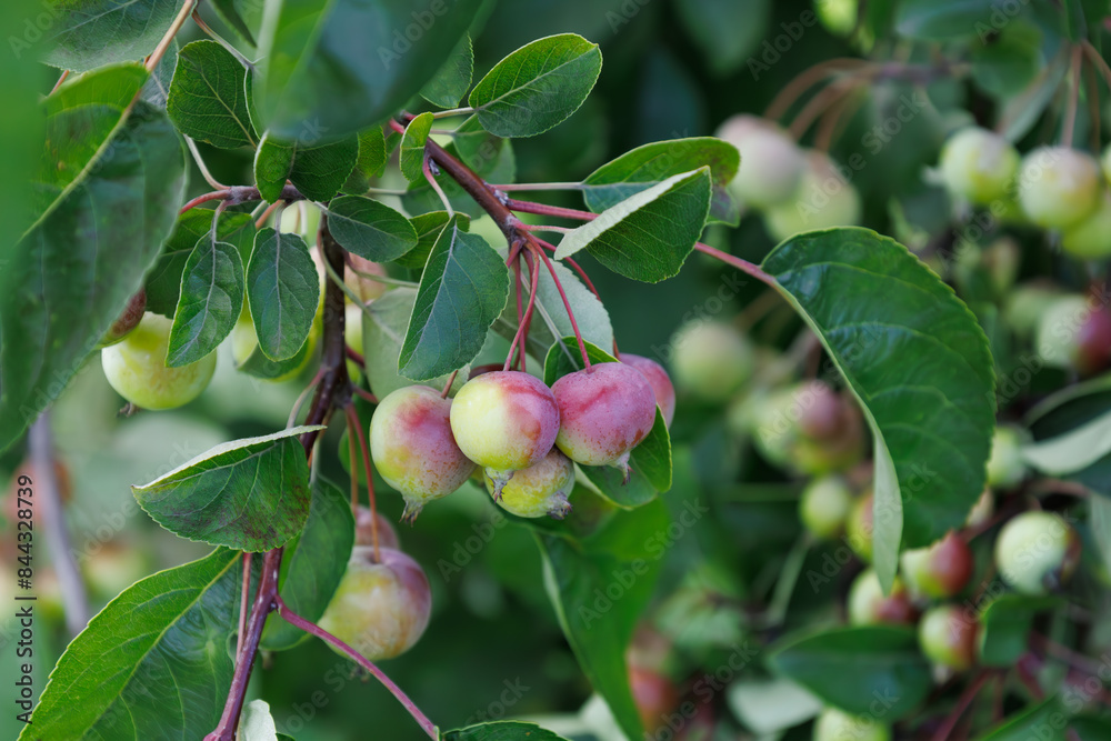 Wild small red apples on branch in autumn. Abstract fall natural background. Rich harvest. Farming, agriculture concept. Harvesting of ripe fruits. Rural garden. Crab Apple Malus. Wild small red apples on branch in autumn. Abstract fall natural background. Rich harvest. Farming, agriculture concept. Harvesting of ripe fruits. Rural garden. Crab Apple Malus.