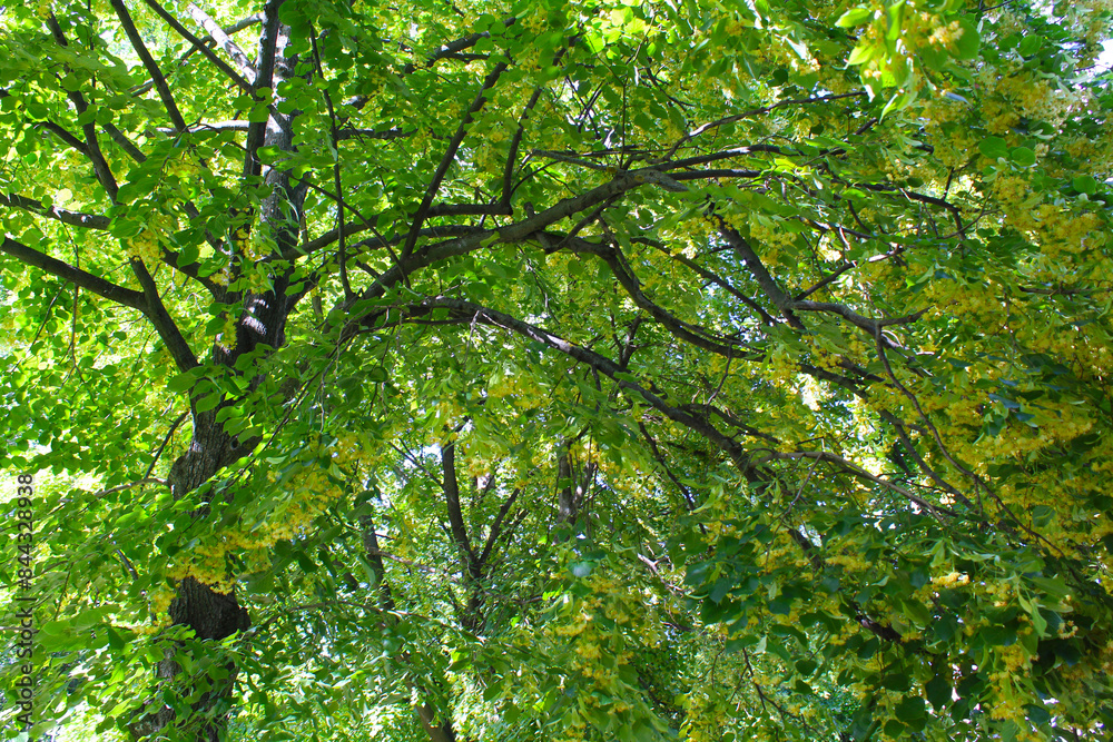 linden trees with green leaves and yellow spring flowers linden trees with green leaves and yellow spring flowers