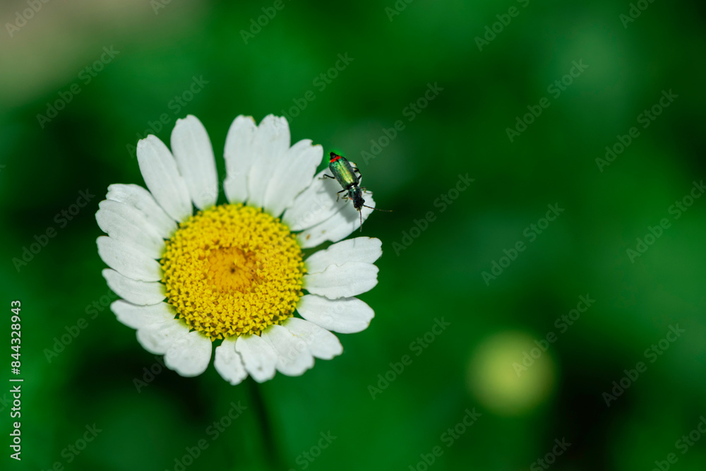 Fototapeta premium A daisy flower with an insect on a green background, close up, macro photography