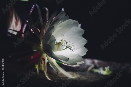 Fully bloom Queen of Night flower
