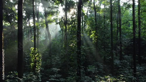 Beautiful morning sunlight in the forest. Dense tropical forests in Indonesia. Aerial drone in the CIFOR forest in Bogor City. photo