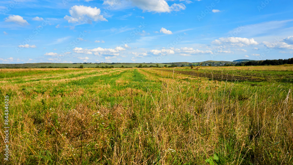 Fototapeta premium Summer rural overgrown field and wonderful blue sky