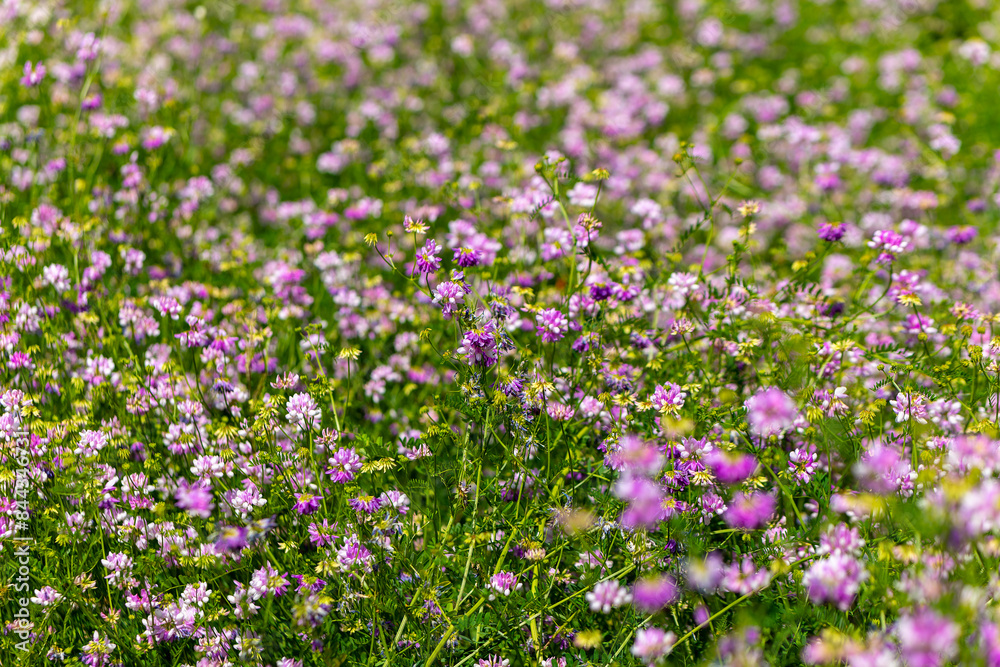 Naklejka premium a field of purple flowers with green grass