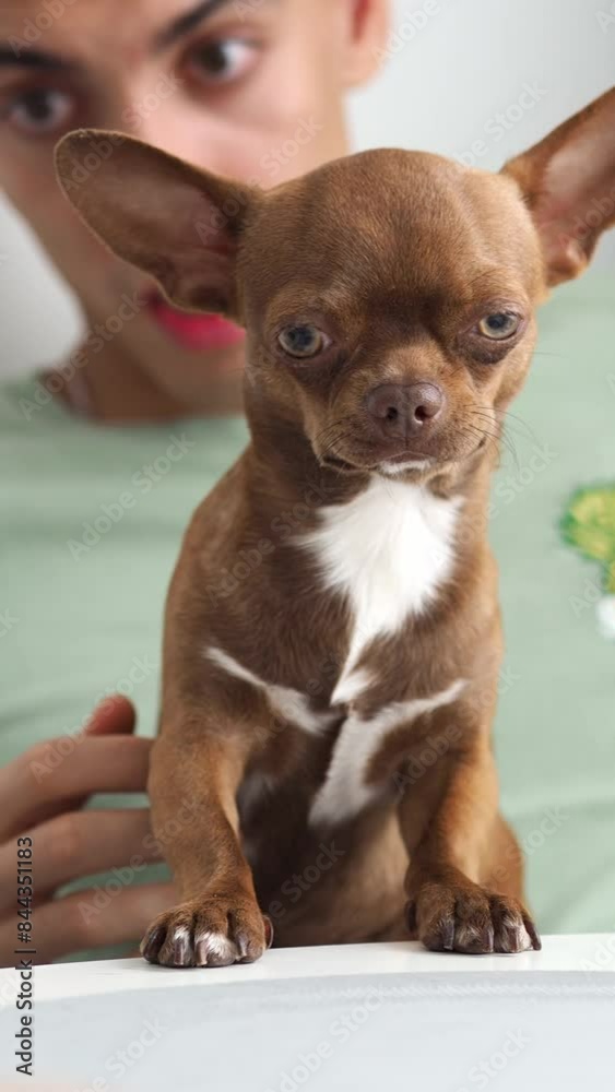 A small dog stands with its front paws on the table. Funny chihuahua dog. Cute fluffy baby with daddy in the background. Portrait of a pet. A dog on the lap of a dog breeder A small dog stands with its front paws on the table. Funny chihuahua dog. Cute fluffy baby with daddy in the background. Portrait of a pet. A dog on the lap of a dog breeder