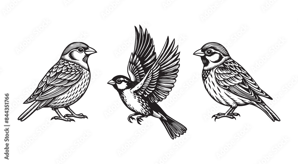 Vintage Detailed Sparrow Bird Silhouette