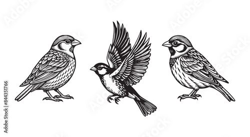 Vintage Detailed Sparrow Bird Silhouette
