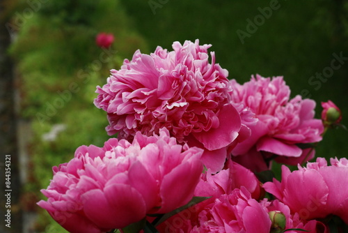 Fototapeta Naklejka Na Ścianę i Meble -  Pink peony flower