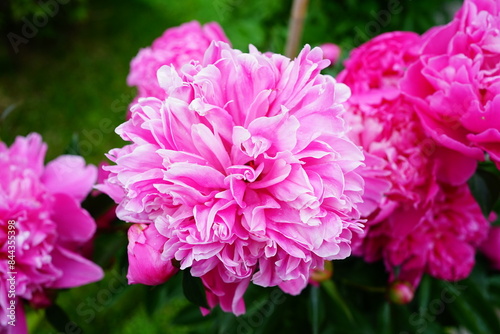 Fototapeta Naklejka Na Ścianę i Meble -  Pink peony flower