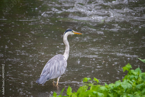 A gray heron standing in the river with heavy rain.
