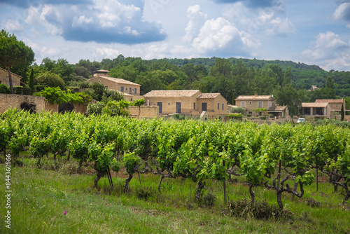 Vineyards in Provence in summer on a sunny day. High quality photo