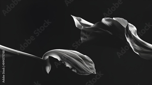 Elegant Black and White Bud Unfurling a Minimalist Study in Simplicity and Beauty