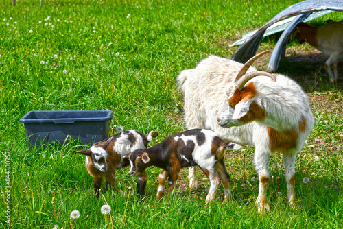 Hausziege (Capra aegagrus hircus) photo