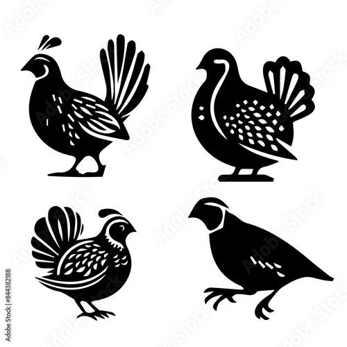 Quail silhouette on white background