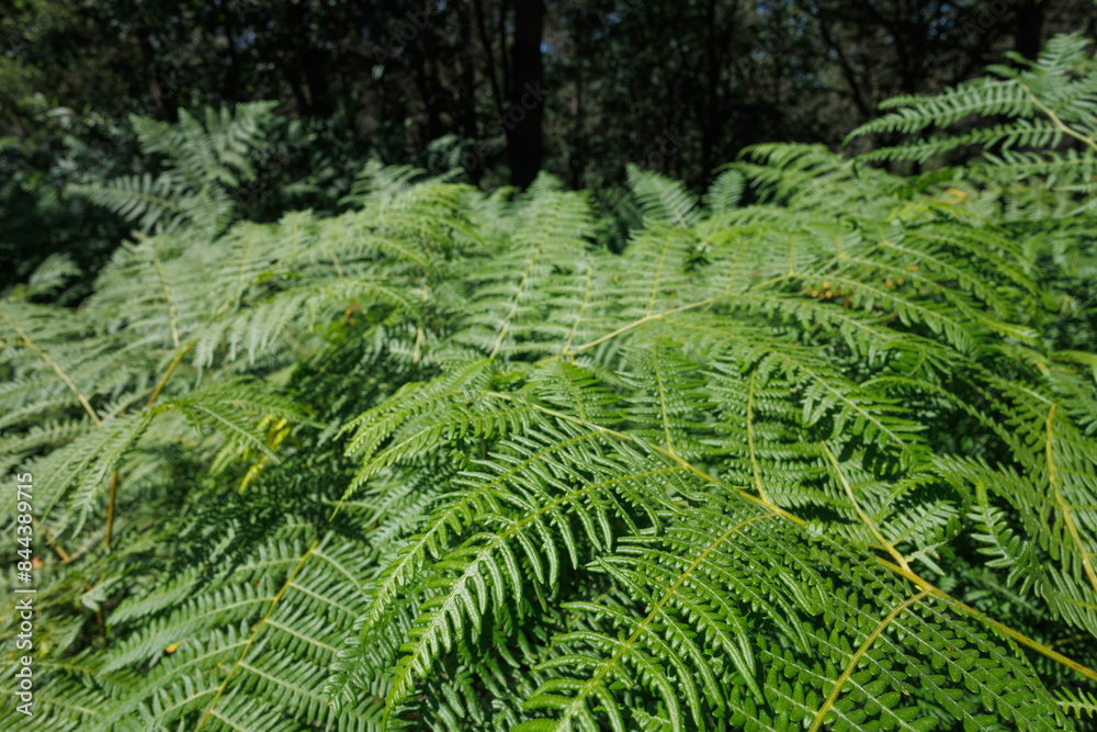 A group of fern plant under the sun light at the forest for the purpose of web and graphic design use A group of fern plant under the sun light at the forest for the purpose of web and graphic design use