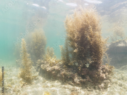 ホンダワラの森にいる、美しいクロホシイシモチ（テンジクダイ科）他の幼魚の群れ。  日本国神奈川県三浦市荒井浜。 2024年6月撮影。  A school of beautiful Spotnape cardinalfish (Ostorhinchus notatus) and other juvenile fish in a Seaweed Forest (Sargassum fulvellum) © d3_plus