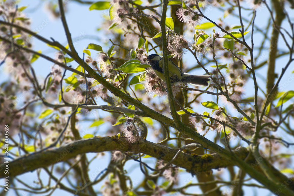 Great tit (Parus major) sitting in a paper mulberry tree in Zurich, Switzerland Great tit (Parus major) sitting in a paper mulberry tree in Zurich, Switzerland