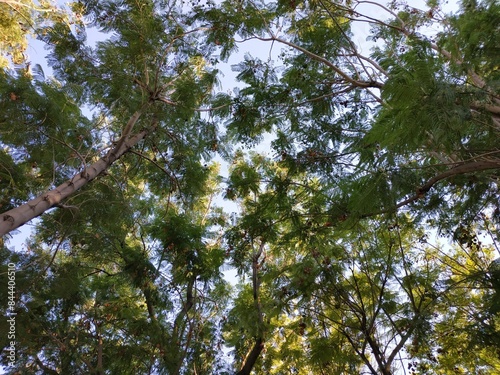 Peltophorum petrocarpum trees photo