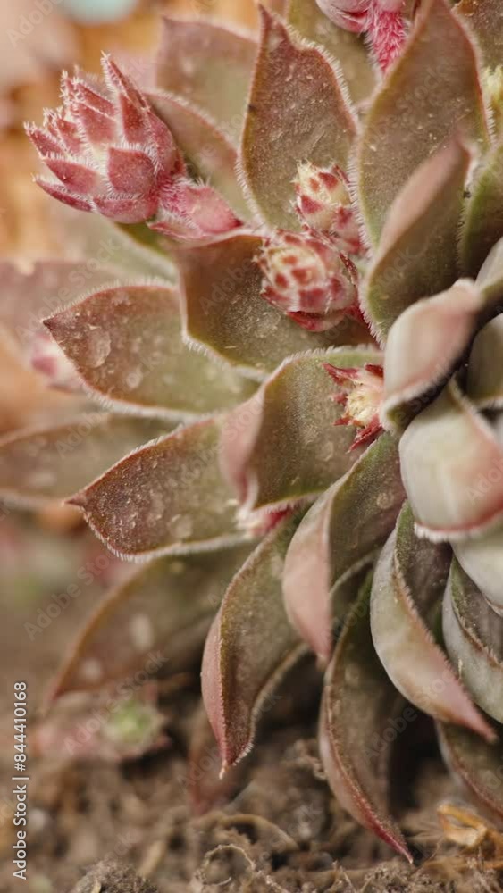 Vertical video. Close-Up Of A Succulent In Soil, Being Transplanted To A New Location, Focus Shifting To The Foreground. Vertical video. Close-Up Of A Succulent In Soil, Being Transplanted To A New Location, Focus Shifting To The Foreground.