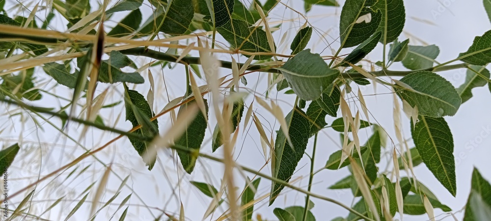 Fototapeta premium reeds and plants rising towards the sky