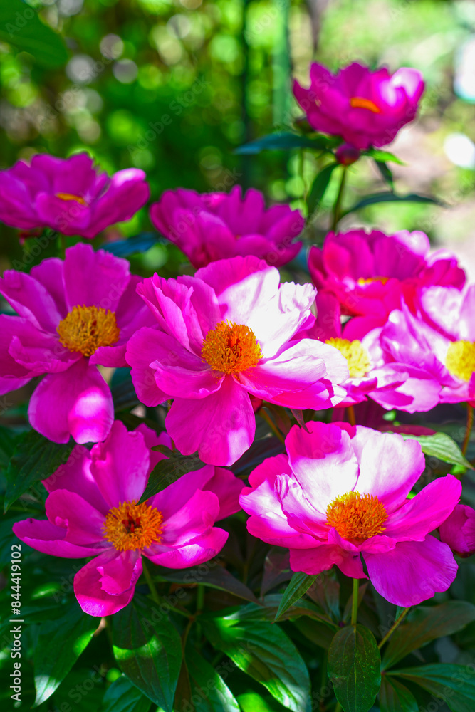 Pfingstrosen (Paeonia) Pfingstrosen (Paeonia)
