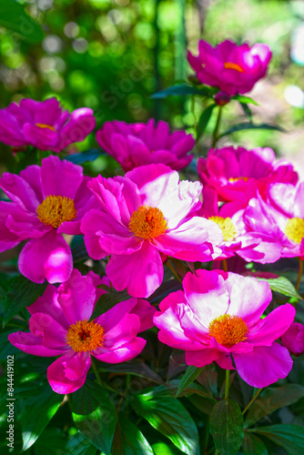 Pfingstrosen (Paeonia)